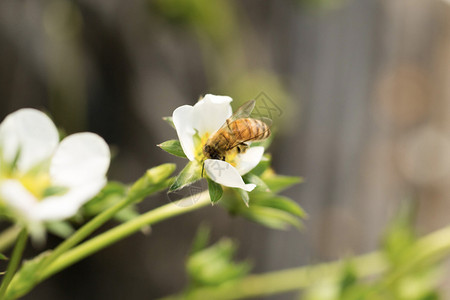 采花采蜜蜜蜂采花背景