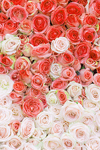粉红色背景墙玫瑰花背景墙背景