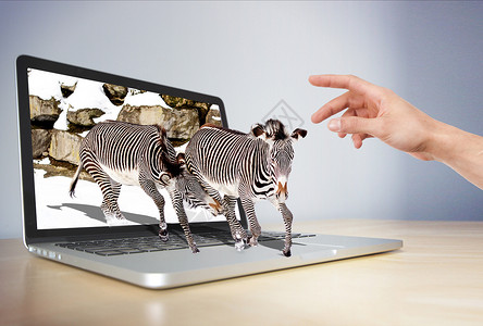 动物斑马电脑里面走出来的动物设计图片