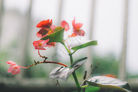 绿色植物背景图片