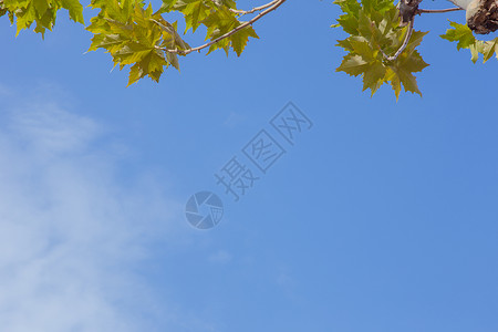 清新文艺蓝天树叶背景图片