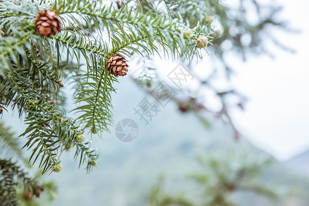 云杉ps素材山上自然松树松果背景素材背景