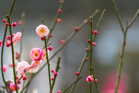 古猗园梅花图片