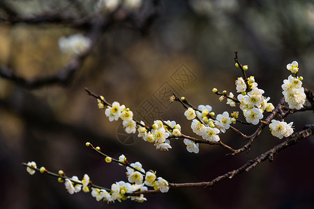 古猗园梅花古猗园梅花高清图片