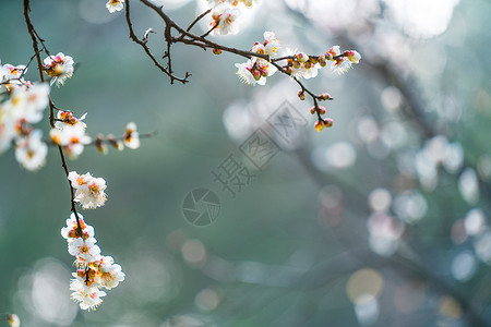 古猗园梅花白色的花瓣高清图片