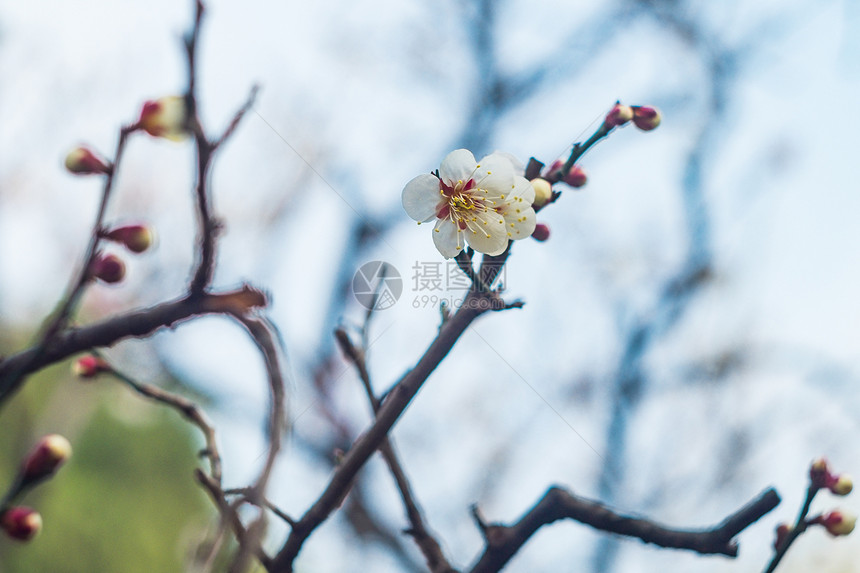 古猗园梅花图片