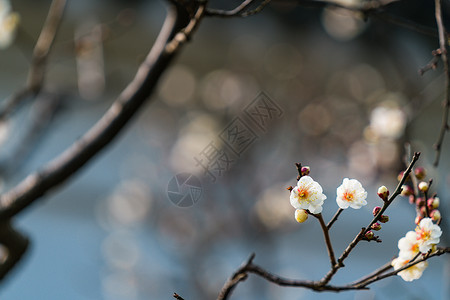 古猗园梅花图片