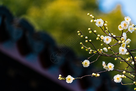 蟠桃园古猗园梅花背景