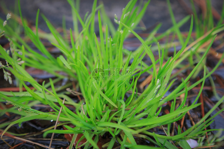 草木绿春天植物花草树木图片