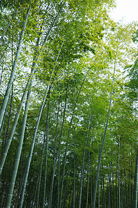 春暖四季元素草木绿春天植物花草树木竹林背景