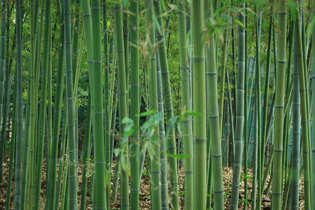 竹树元素草木绿春天植物花草树木竹林背景