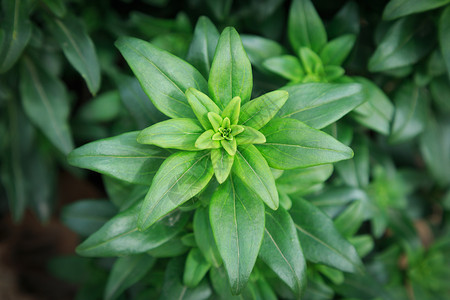 惊蛰免费素材绿色植物叶子特写背景