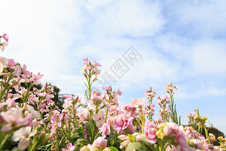 高清白云元素春天花草树木花朵天空背景