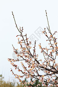 春天里的梅花树枝背景图片