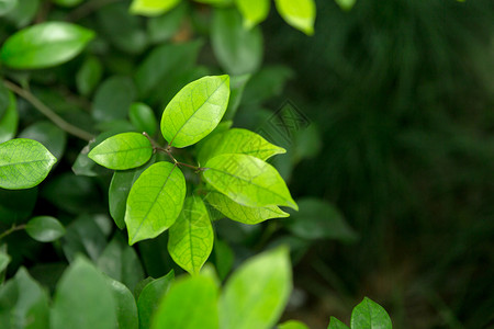 ps草木素材清新草木绿叶子留白背景背景