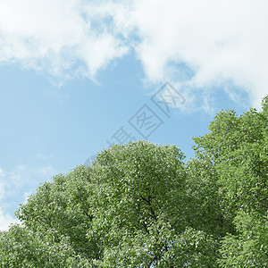 方形树标指示牌蓝天白云公园清新树叶背景