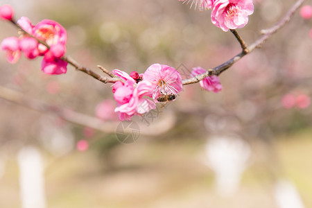 春天还会远吗城市会园梅花蜜蜂采蜜背景