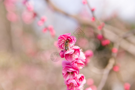 飞粉城市会园梅花蜜蜂采蜜背景