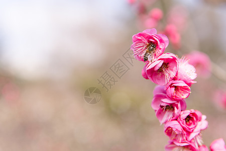 粉梅城市会园梅花蜜蜂采蜜背景