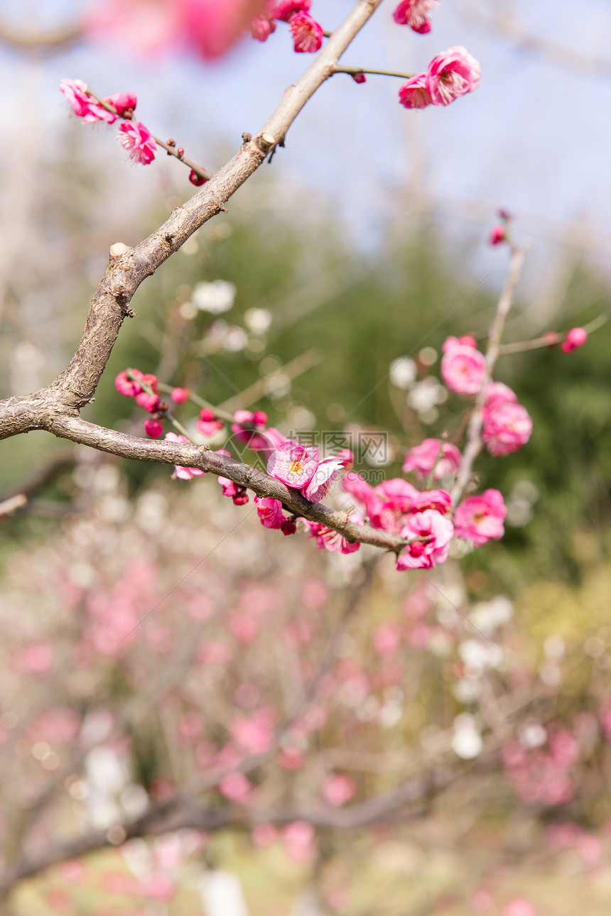 城市公园清新梅花图片