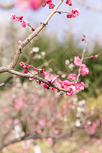 城市公园清新梅花图片