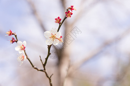 城市公园白色梅花背景图片