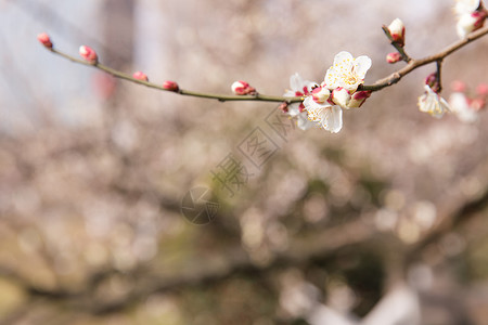 城市公园白色梅花图片