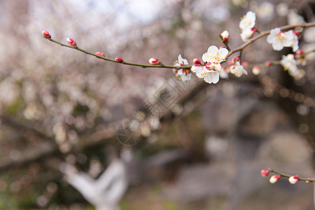 城市公园白色梅花背景图片