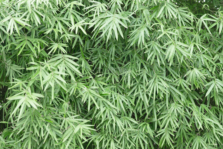 清新自然竹子竹叶背景图片
