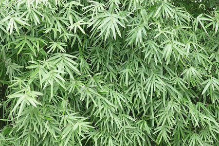 清新自然竹子竹叶背景背景图片