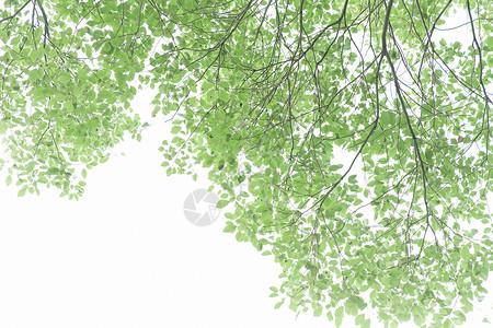 清新自然树叶树枝背景背景图片