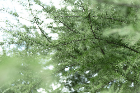 清新自然松树草木绿松枝背景图片