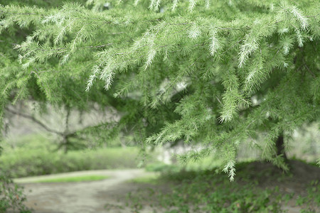 清新自然松树草木绿松枝图片