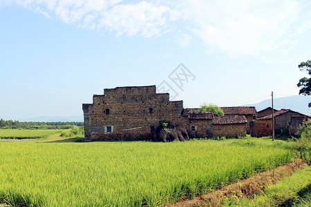 稻田旁的老屋背景图片