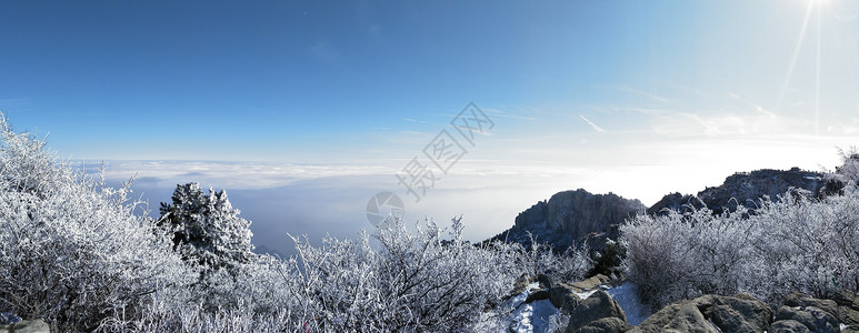 泰山山顶霜打的树林高清图片