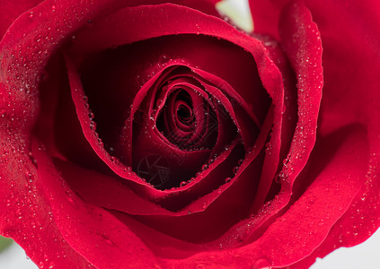高清玫瑰花瓣上的水珠唯美壁纸高清图片