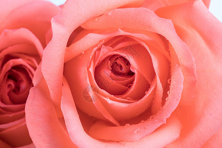 红色月季花苞玫瑰花特写背景