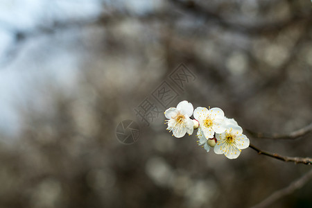初春绽放的梅花图片
