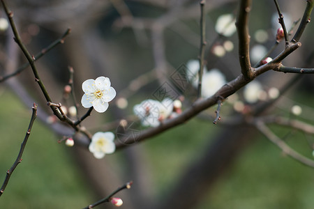 美好生命初春绽放的梅花背景