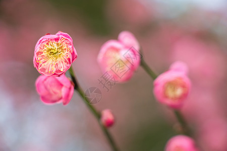 美好生命初春绽放的梅花背景