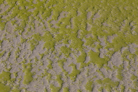 绿幽幽的苔藓绿色的苔藓背景