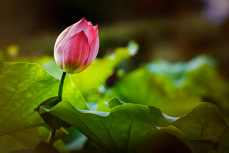 露水阳光荷花背景