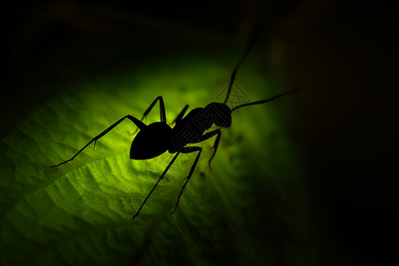 一只蚂蚁蚂蚁剪影素材高清图片