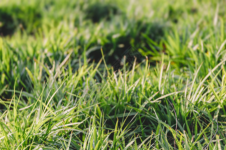 绿色草地植物背景图片