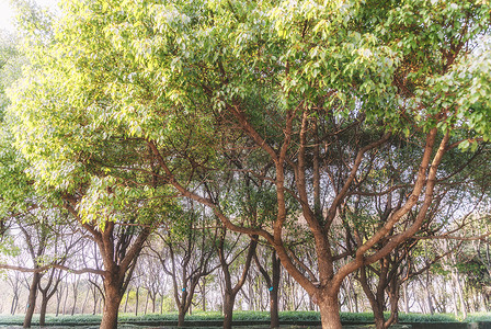 公园成排树木背景图片