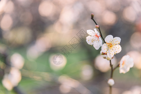 缤纷冬季公园梅花逆光拍摄背景