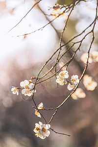 缤纷冬季公园梅花逆光拍摄背景