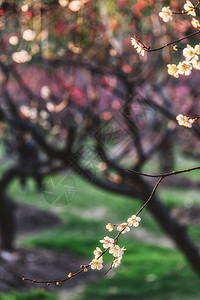 缤纷冬季公园梅花逆光拍摄背景