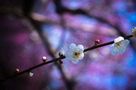 梅花含苞待放的桃花高清图片