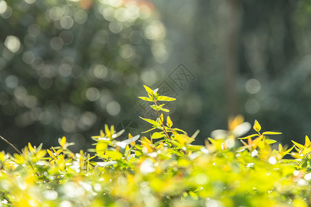 绿灌木清新文艺阳光生机叶子背景